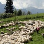 baca juhas gazda wypas owiec góry Tatry