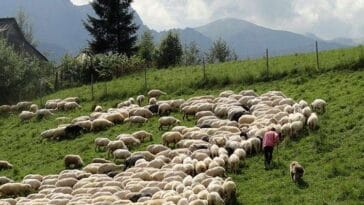 baca juhas gazda wypas owiec góry Tatry