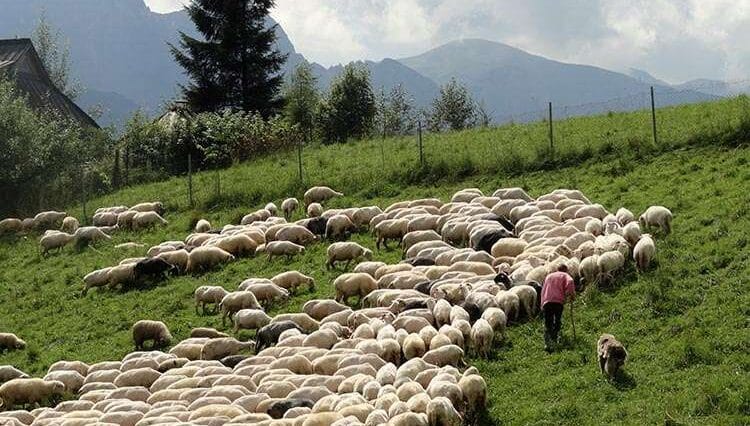 baca juhas gazda wypas owiec góry Tatry