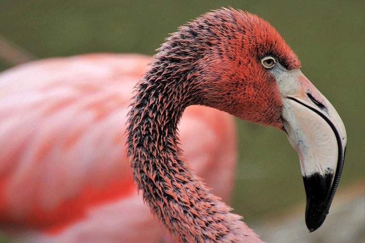 Sardynia – wyspa różowych flamingów