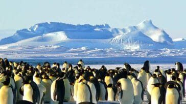 pingwiny góry śnieg kontynent Antarktyda ciekawostki o Antarktydzie