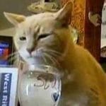 kot burmistrzem Alaska ciekawostki o kotach koty