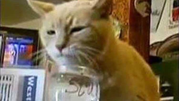 kot burmistrzem Alaska ciekawostki o kotach koty