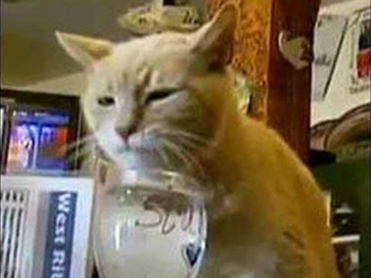 kot burmistrzem Alaska ciekawostki o kotach koty