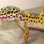 kurier firmy kurierskie ciekawostki gekon lamparci