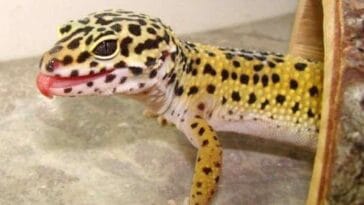 kurier firmy kurierskie ciekawostki gekon lamparci