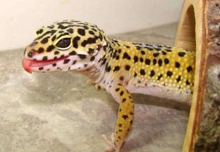 kurier firmy kurierskie ciekawostki gekon lamparci