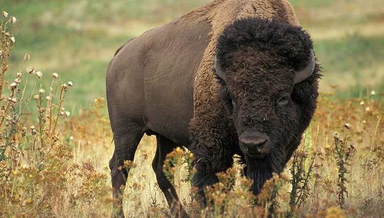 bizon symbolem USA symbole ciekawostki o zwierzętach bizony