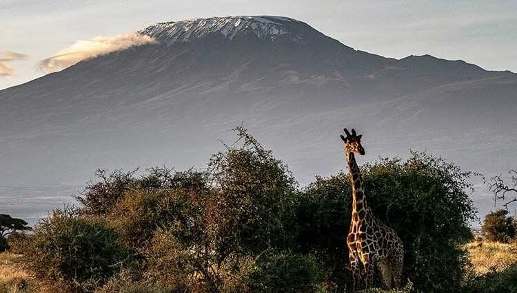 państwo Kenia ciekawostki atrakcje turystyczne Kenii Afryka safari