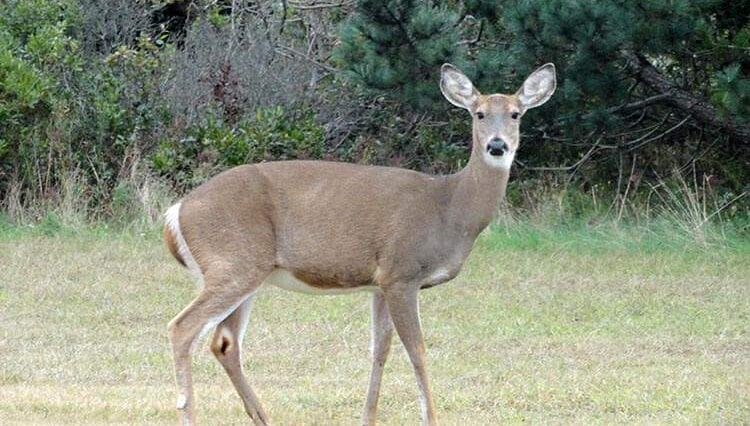 Long Island park Roberta Mosesa