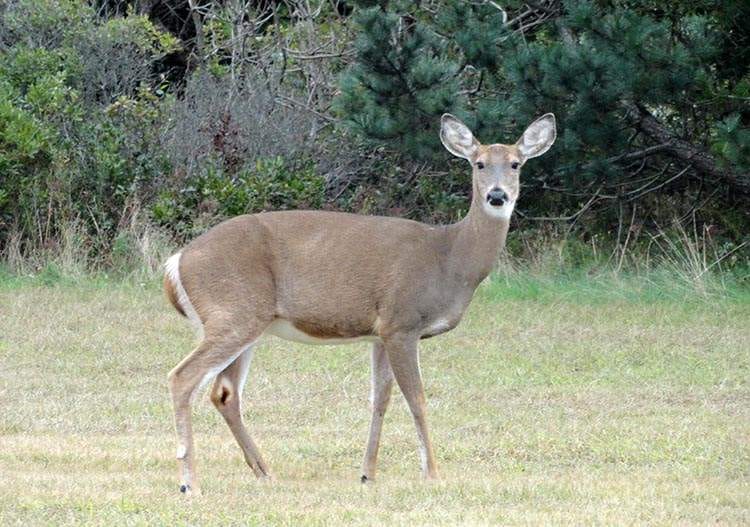 Long Island park Roberta Mosesa