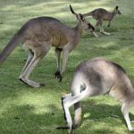 Australia informacje dla dzieci ciekawostki o Australii kangury