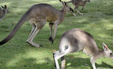 10 ciekawostek o Australii