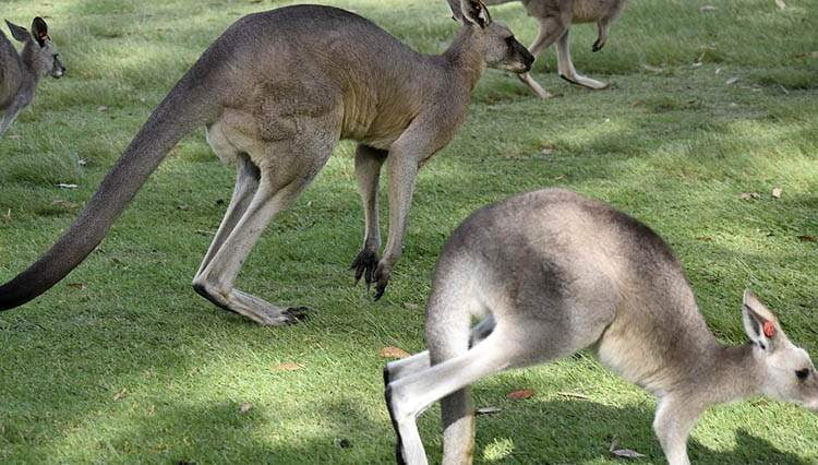 Australia informacje dla dzieci ciekawostki o Australii kangury