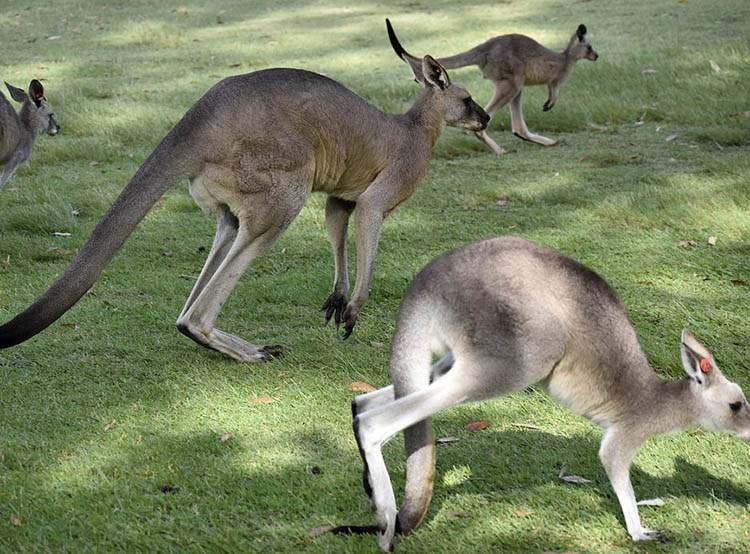 Australia informacje dla dzieci ciekawostki o Australii kangury