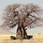 baobab ciekawostki afrykański baobaby Afryka drzewa przyroda Afryki