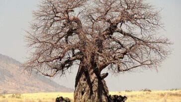 baobab ciekawostki afrykański baobaby Afryka drzewa przyroda Afryki