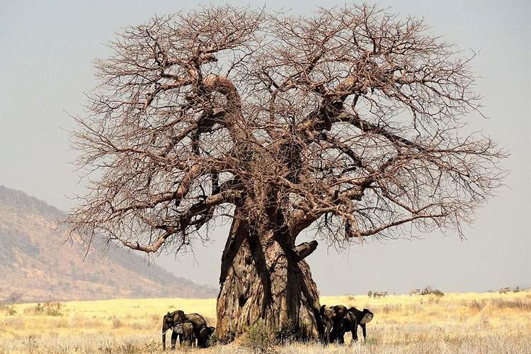 10 niesamowitych ciekawostek o baobabach