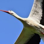 bocian bociany ciekawostki wiosna