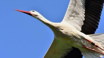 bocian bociany ciekawostki wiosna