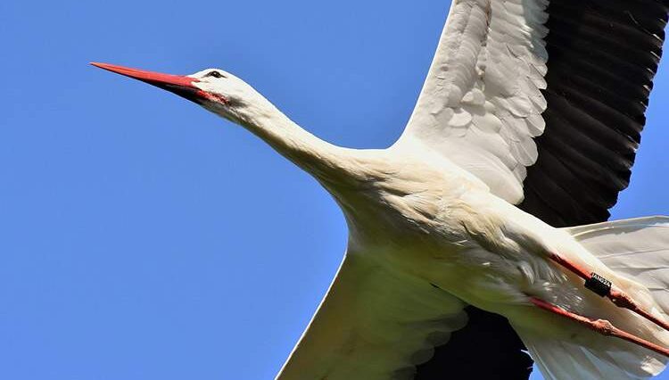 bocian bociany ciekawostki wiosna