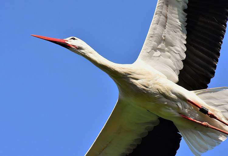 bocian bociany ciekawostki wiosna