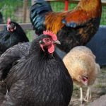 jajka kury jaja polska