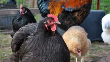 jajka kury jaja polska