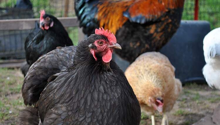 jajka kury jaja polska