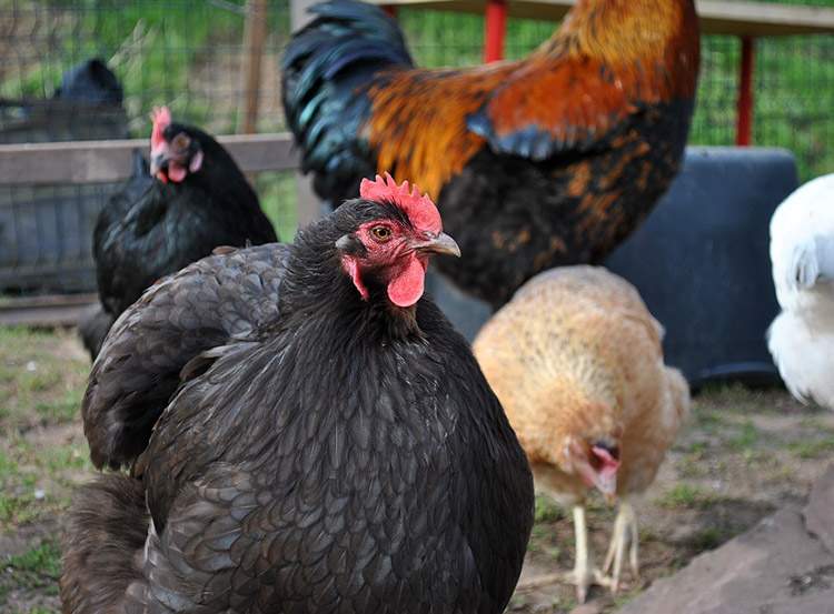 jajka kury jaja polska