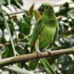 papuga aleksandretta obrożna