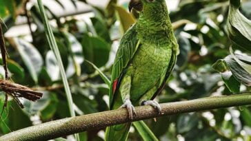 papuga aleksandretta obrożna