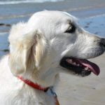 pies urlop wakacje wyjazd zwierzęta domowe