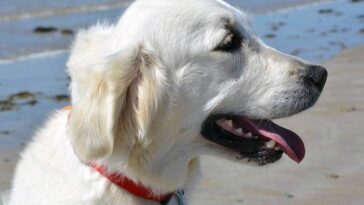 pies urlop wakacje wyjazd zwierzęta domowe