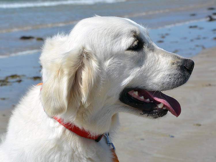 pies urlop wakacje wyjazd zwierzęta domowe