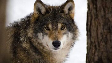 wilk Estonia symbol Estonii ciekawostki