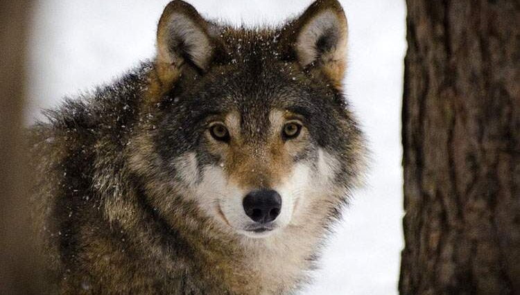 wilk Estonia symbol Estonii ciekawostki