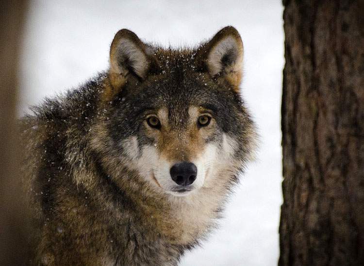 wilk Estonia symbol Estonii ciekawostki
