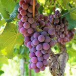 wino winnice enoturystyka