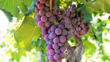 wino winnice enoturystyka