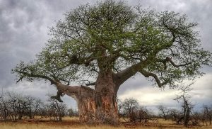 Afrykańskie baobaby usychają