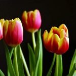 tulipany tulipan ciekawostki