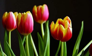 Holenderskie tulipany nazywają się jak Polacy
