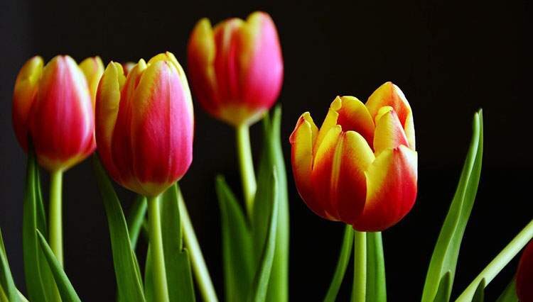 tulipany tulipan ciekawostki