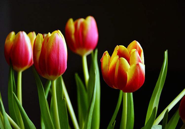 tulipany tulipan ciekawostki