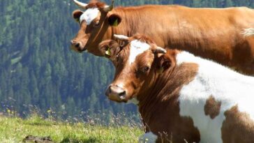 krowy krowa ciekawostki o krowach mleko