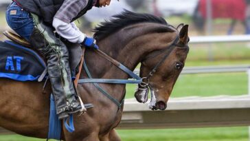 wyścigi konne zawody warszawski Służewiec konie