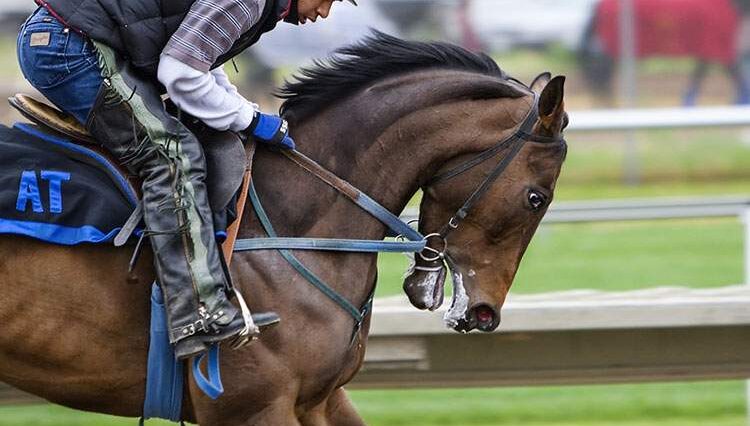 wyścigi konne zawody warszawski Służewiec konie