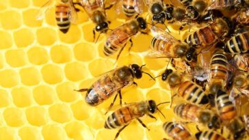 polski miód pasieki pszczoły