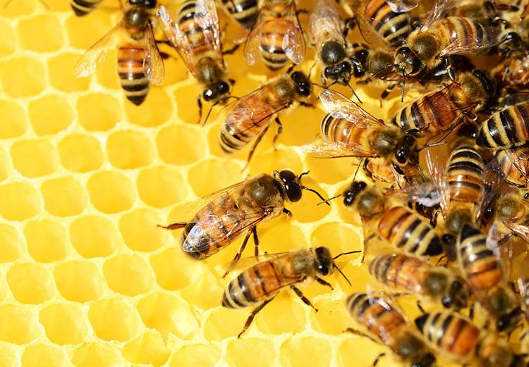 polski miód pasieki pszczoły